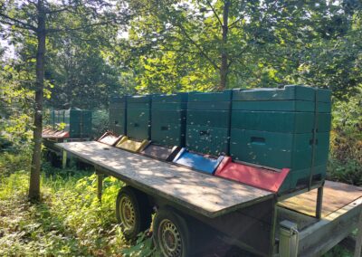 Bienen Kasten Imkerei