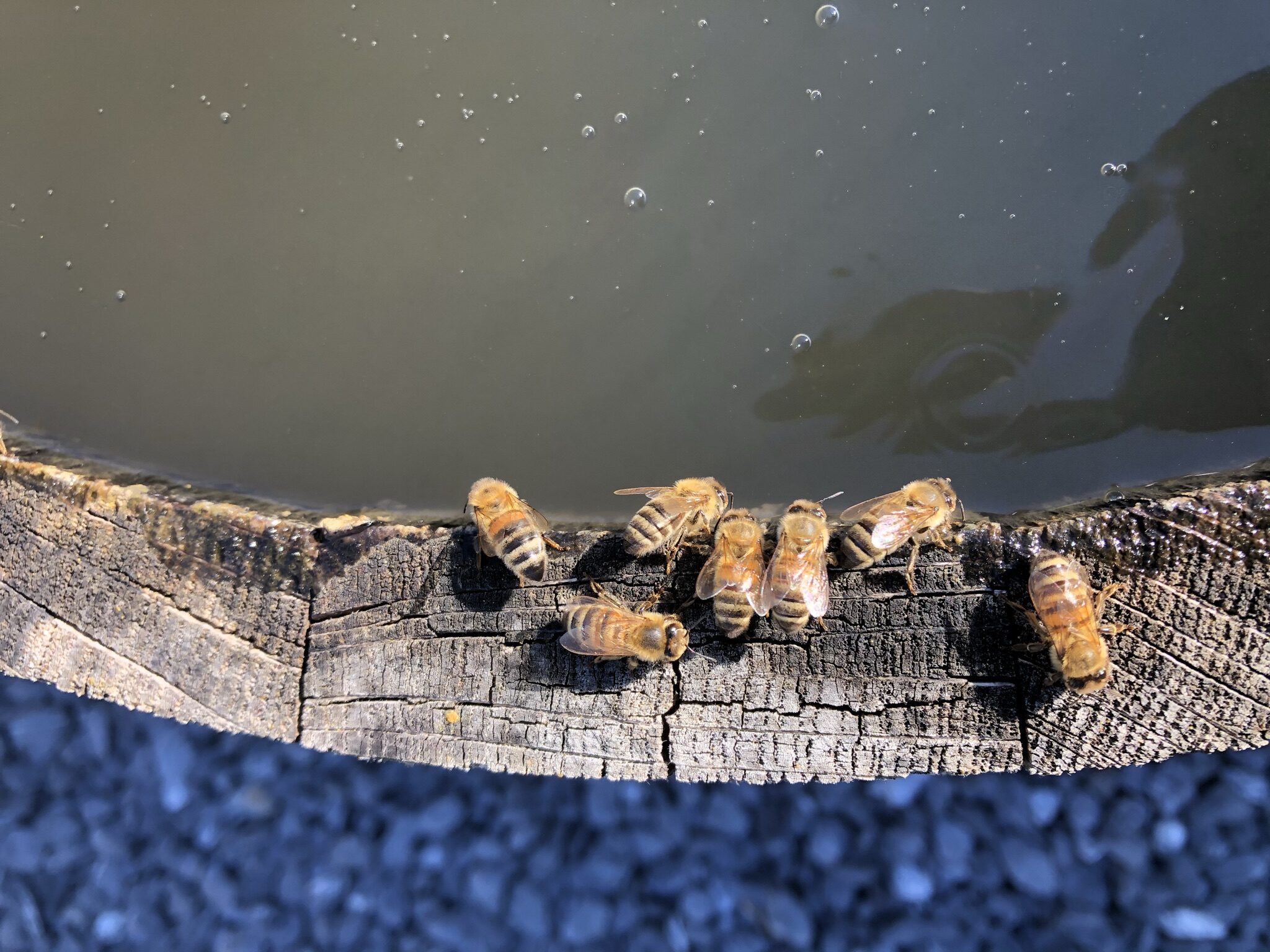 Bienen Imkerei