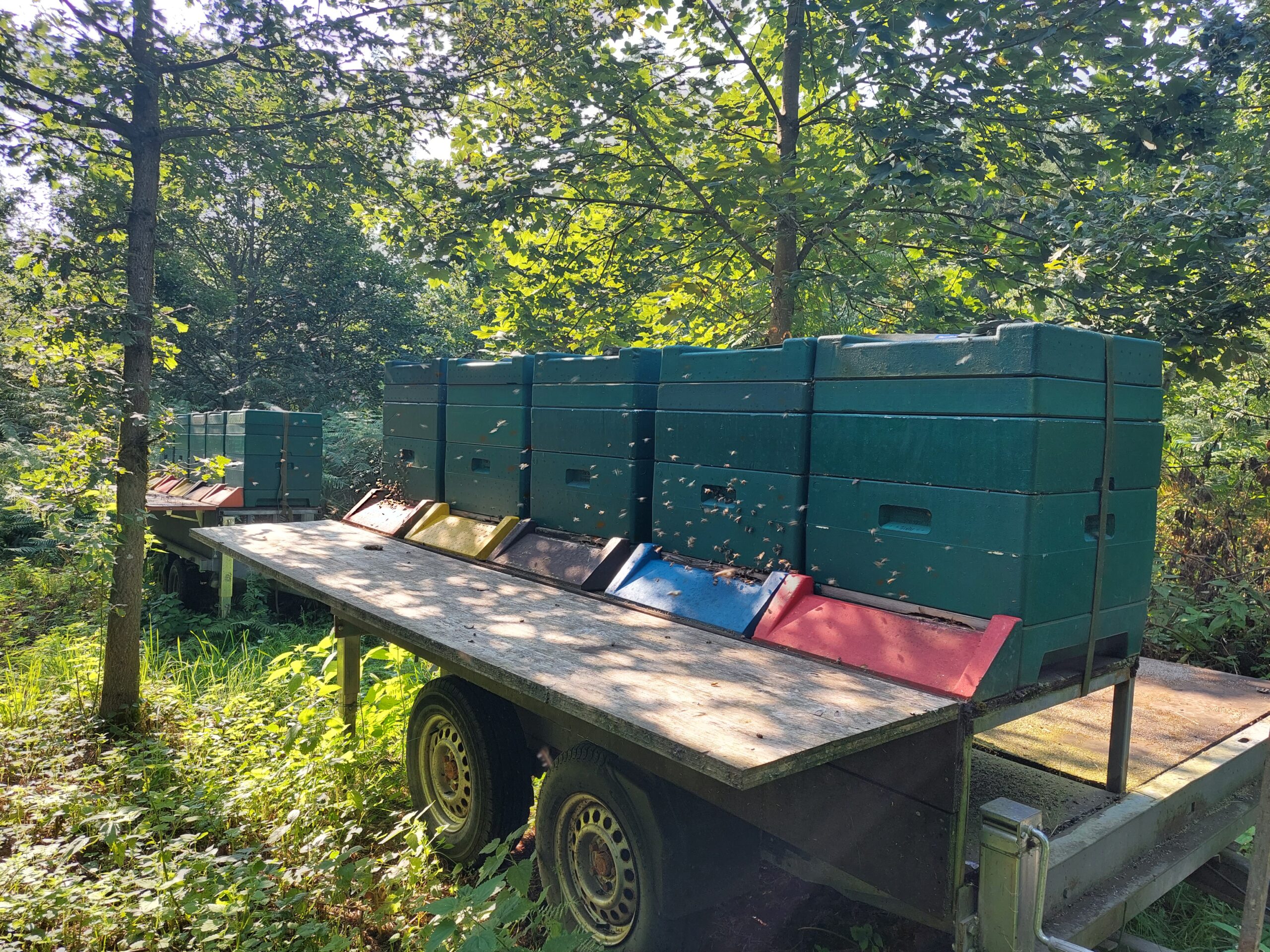 Bienen Kasten Imkerei