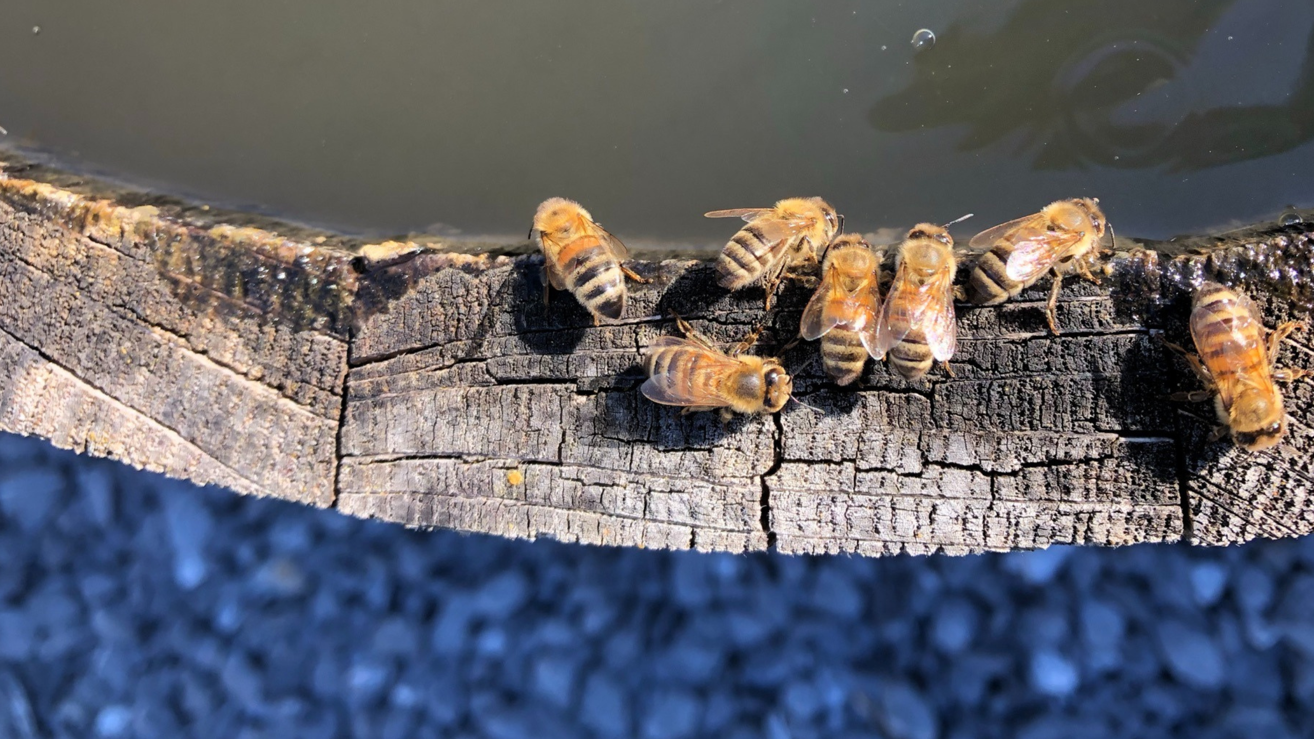 Bienen Imkerei